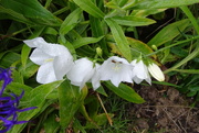 27th Jun 2024 - white Canterbury bells