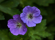 27th Jun 2024 - Delicate Geraniums