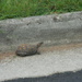 Turtle Next to Curb  by sfeldphotos