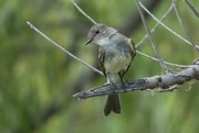 27th Jun 2024 - Eastern Phoebe