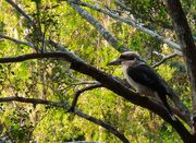 28th Jun 2024 - Kookaburra ~