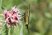 27th Jun 2024 - Swallowtail