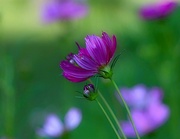 27th Jun 2024 - Purple Cosmos