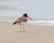 27th Jun 2024 - American Oystercatcher