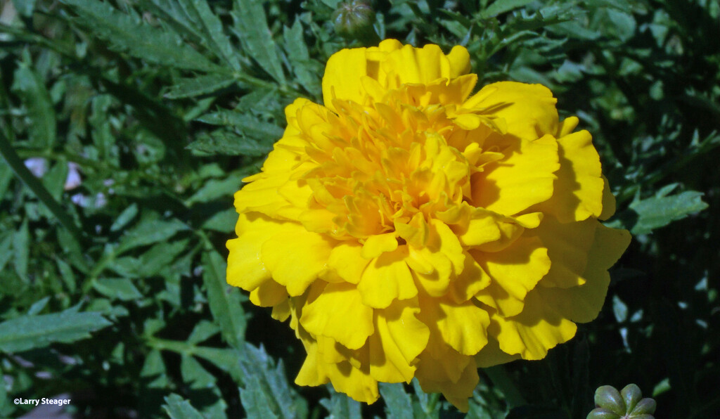 Yellow Marigold by larrysphotos