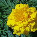 Yellow Marigold by larrysphotos