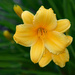 Stella D'Oro Are Blooming by paintdipper