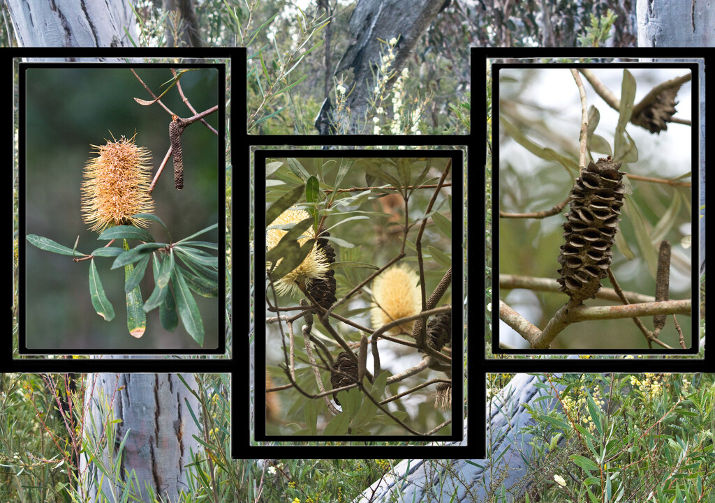 Beautiful Banksia by annied
