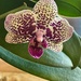 6 25 Dotted Orchid by sandlily