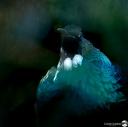 28th Jun 2024 - Tui in the Bush