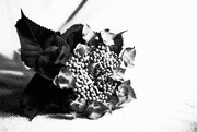 28th Jun 2024 - Monochrome Hydrangea