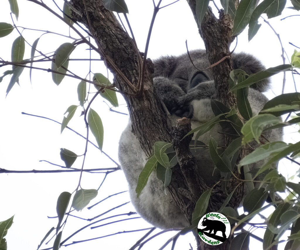 look ma no hands by koalagardens
