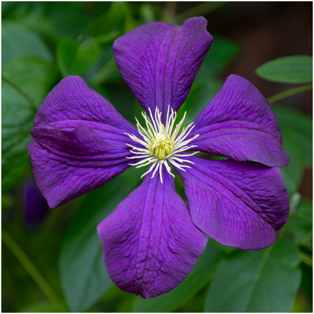 Purple Clematis by clifford