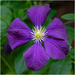 Purple Clematis by clifford