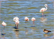 28th Jun 2024 - Happy Flamingo Friday