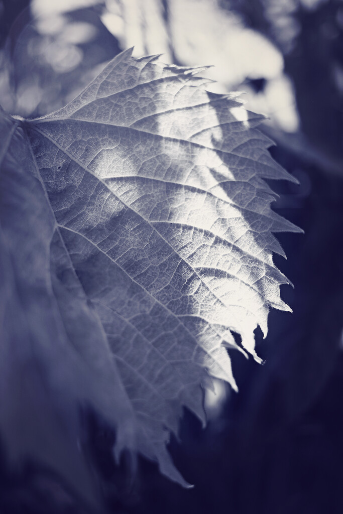 Wild Grape Leaf by juliedduncan