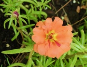 18th Jun 2024 - Portulaca