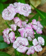 19th Jun 2024 - Sweet William