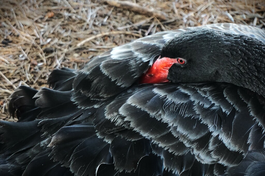 The Black Swan by photohoot