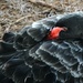 The Black Swan by photohoot