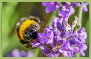 28th Jun 2024 - Bumble Bee And Lavender