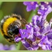 Bumble Bee And Lavender by carolmw