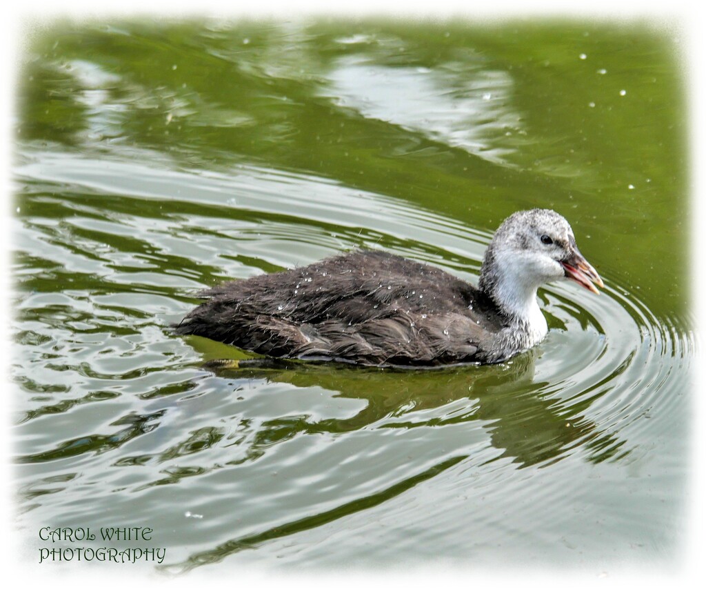 Young Coot by carolmw
