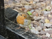 28th Jun 2024 - A cheery welcome at Castle Bromwich Hall Gardens