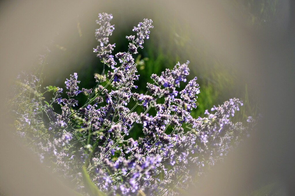 Catmint by bjywamer