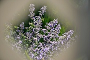 28th Jun 2024 - Catmint