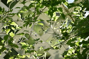 28th Jun 2024 - Trellis In Evening Light