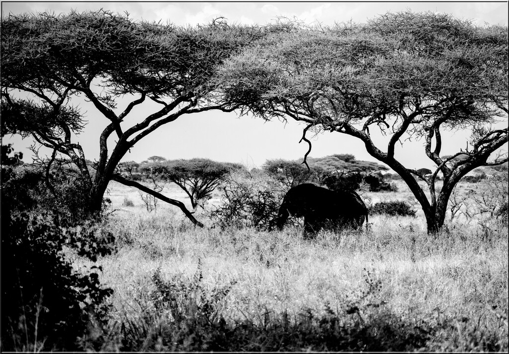 Elephant ( Loxodonta Africana ) by 365projectorgchristine
