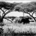 Elephant ( Loxodonta Africana )