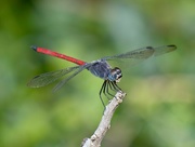 27th Jun 2024 - Scarlet Grenadier P6271715