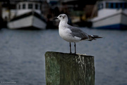 28th Jun 2024 - Seagull