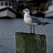 Seagull by dkellogg