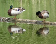 28th Jun 2024 - Mallards