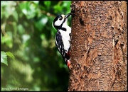 28th Jun 2024 - Woody woodpecker