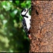 Woody woodpecker by rosiekind