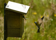 28th Jun 2024 - Is That Too Big for Your Beak?