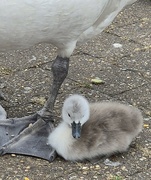 28th Jun 2024 - Don't tread on me mum!