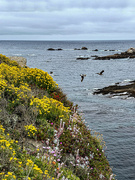 28th Jun 2024 - View at Point Lobos