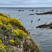 View at Point Lobos by shutterbug49