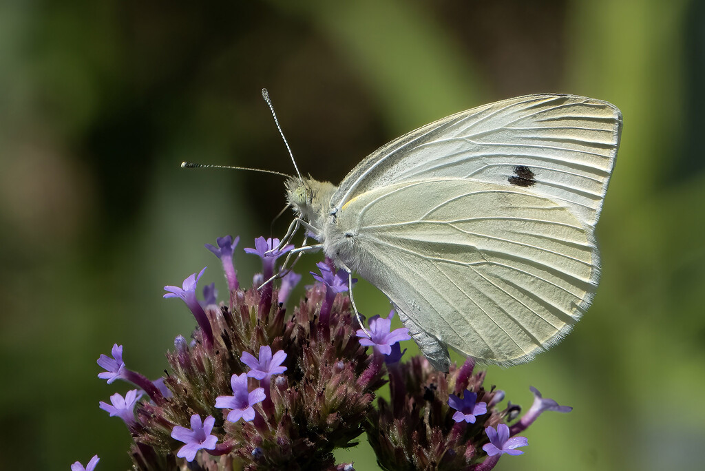 Cabbage White Butterfly by k9photo