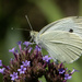 Cabbage White Butterfly by k9photo
