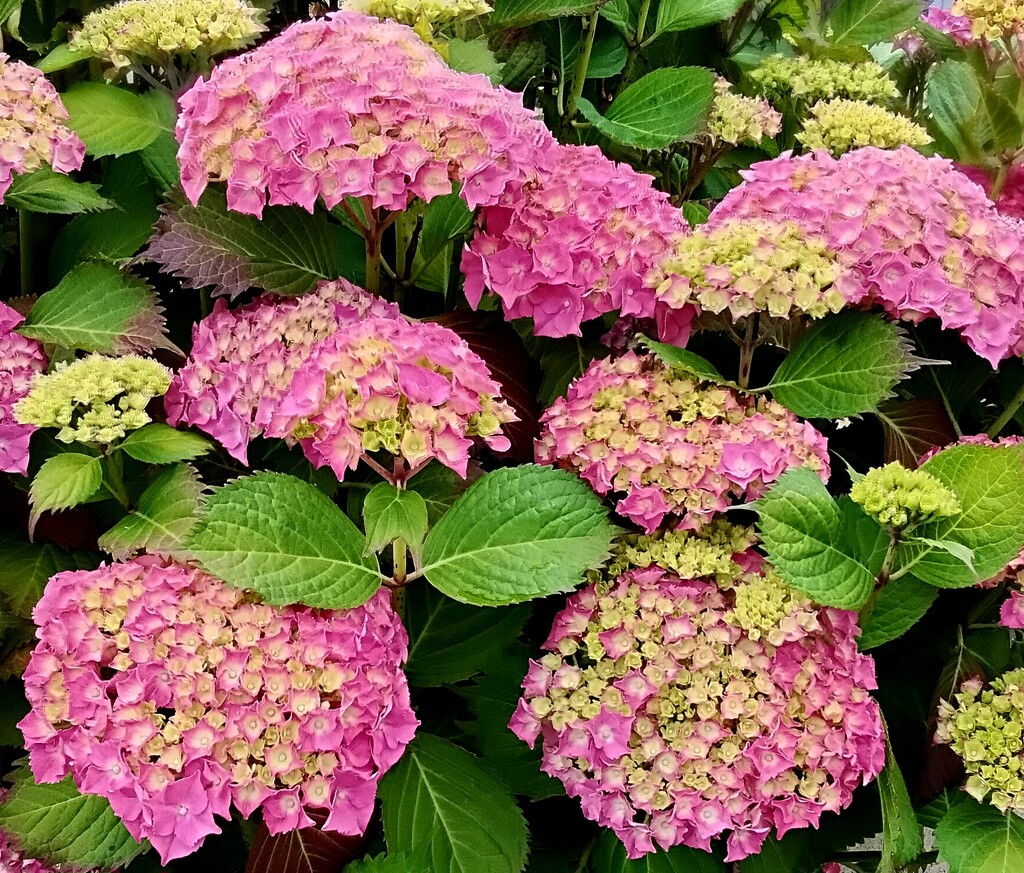 Pink and cream hydrangeas  by grace55