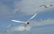 28th Jun 2024 - A Scavenging of Gulls