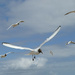 A Scavenging of Gulls by 30pics4jackiesdiamond