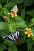 28th Jun 2024 - Zebra Swallowtail & Cabbage White Butterflies