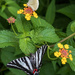 Zebra Swallowtail & Cabbage White Butterflies by kvphoto